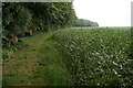 Footpath alongside Huddleston Old Wood