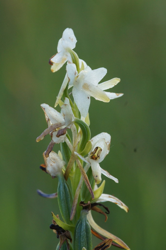 Lesser Butterfly Orchid (Platanthera... © Mike Pennington :: Geograph ...
