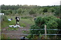 Horses near Embo Mains