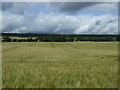 NH6771 : Crop field towards Culcairn by JThomas