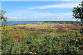 Scrubland at Greenan