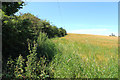 Farmland at Greenan