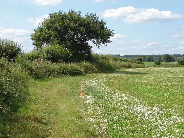Field boundary near Shackleford