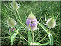 SP9314 : Flower head of Teasel at College Lake, near Tring by Chris Reynolds