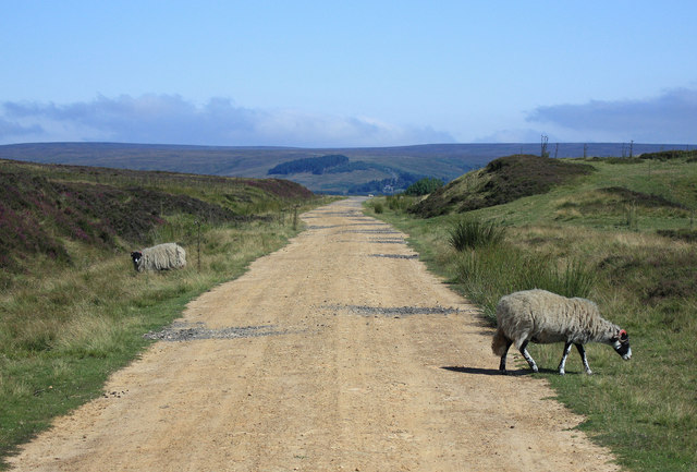 Moorland sheep