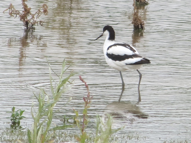 Avocet on the Marsh at College Lake, near Tring