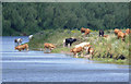 SK7958 : Cattle watering by the River Trent by Alan Murray-Rust