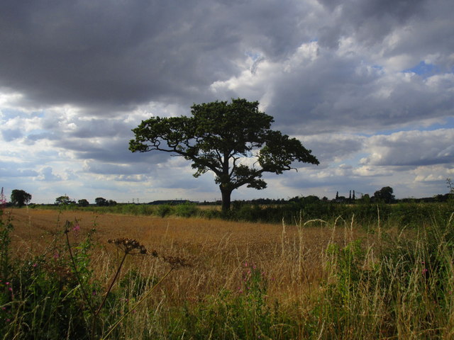 Lone oak