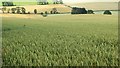 Wheat near Wellfield