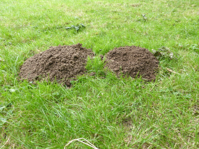 Fresh molehills © Bob Harvey cc-by-sa/2.0 :: Geograph Britain and Ireland