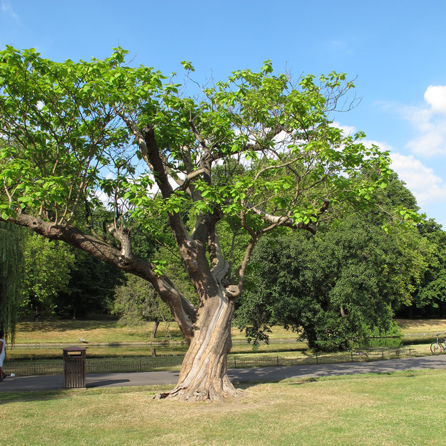 Twisted Tree, Regent's Park
