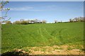 Field by the Tamar Valley Discovery Trail