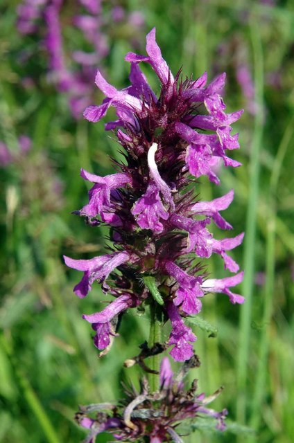 Stachys officinalis © Glyn Baker :: Geograph Britain and Ireland