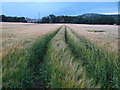 O2615 : Tiptoe through the cornfield by Ian Paterson