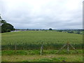 Barley field, Caledon