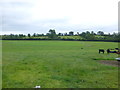 Football pitch, Caledon