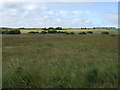 Rough grazing, Perwinnes Moss