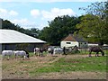 The Tamar Valley Donkey Park and Sanctuary