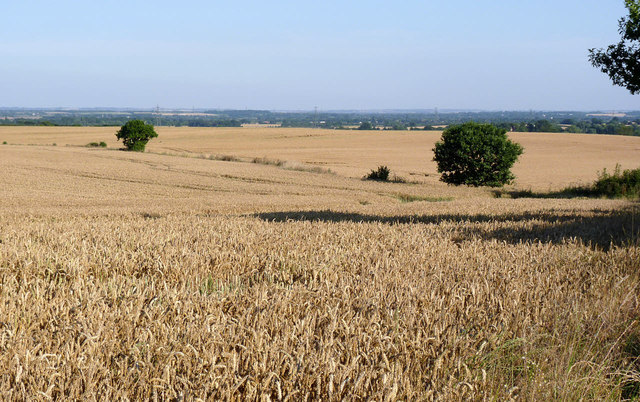 Fields of waving wheat
