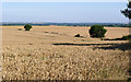 Fields of waving wheat