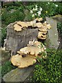 Bracket fungus