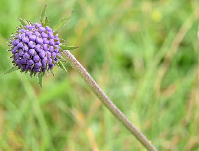 Scabious, Cave Hill, Belfast (August 2014)