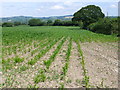 Maize Field at Purcombe Farm