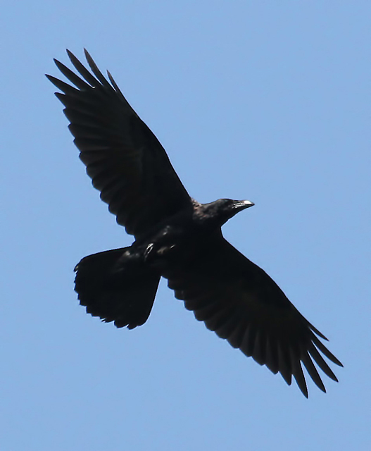 A raven (Corvus corax) at Eldinhope Knowe