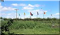 More Flags on the Allotment