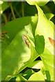 The hoverfly Platycheirus manicatus, Embo