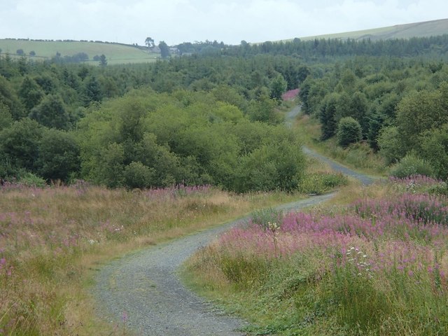 Forest track, upper Marteg valley