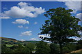 Hope Valley, tree and swallows