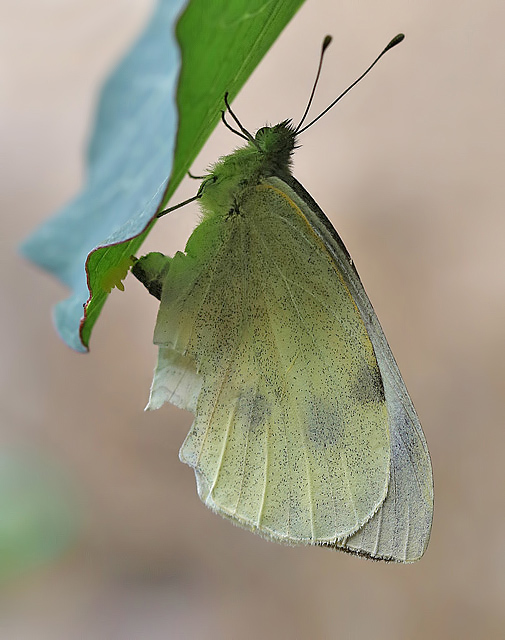 A Cabbage White butterfly laying eggs