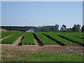 Potato crop, Littlethorpe