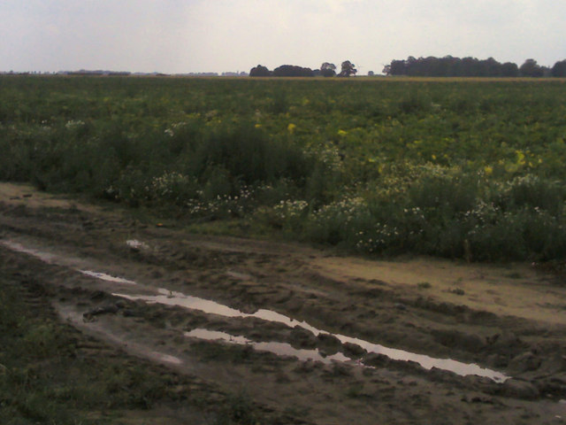 Muddy farmland