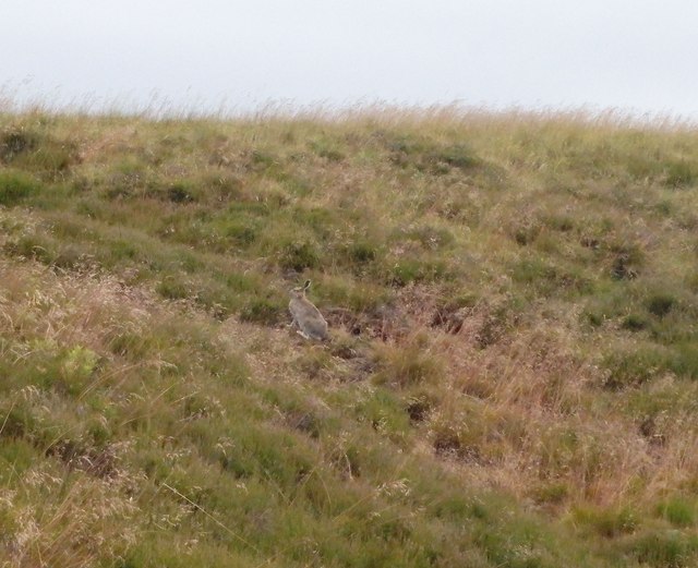Mountain Hare, Shelf Moss