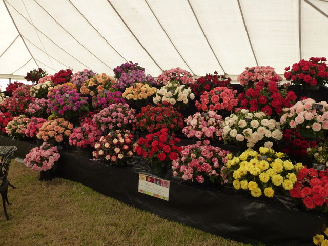 Roses at Sandringham Flower Show