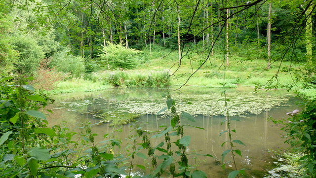 Pond in Grove Wood