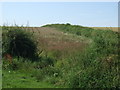 Field and hedgerow