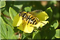 The hoverfly Myathropa florea, Wellmeadow, Blairgowrie