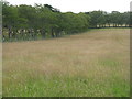 NT1663 : Field and shelter belts at Bavelaw by M J Richardson