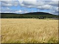 Barley, Carrbridge