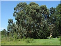 SU9252 : Eucalyptus tree, Ash ranges by Alan Hunt