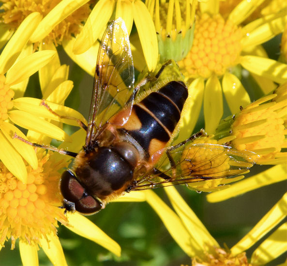 Hoverfly, Minnowburn, Belfast (August... © Albert Bridge :: Geograph ...