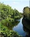 The Chesterfield Canal east of Rhodesia