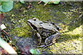 Common Frog (Rana temporaria), Melling