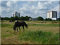 Horses at Osterley Fields