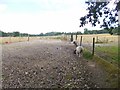 Rockford, sheep grazing