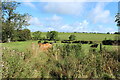 Farmland at Laigh Elymains