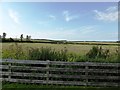 Grazing fields behind the Little Chef near Winterbourne Zelston